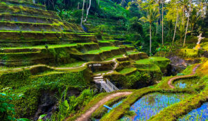 Paysage de rizières en terrasse à Tagalalang, à Bali en Indonésie