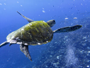 Tortue à Moorea, en Polynésie française