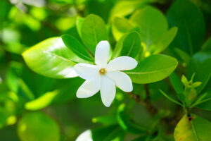 Fleur tiare, symbole de la Polynésie française, poussant à Bora Bora