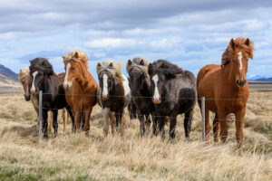 Chevaux islandais