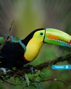 PROMO Costa Rica 01.10.26, Toucan