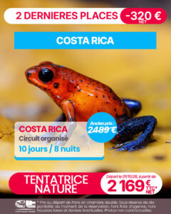 PROMO Costa Rica 01.10.26, grenouille, blue jeans, Oophaga pumilio